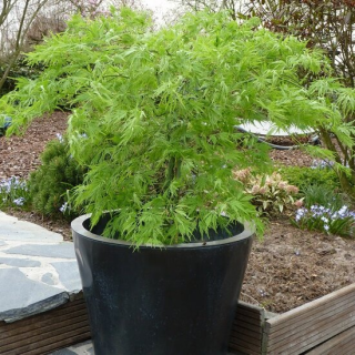 Acer palmatum Dissectum - tronc 55-65 cm - hauteur totale 100-120 cm - pot 15 ltr