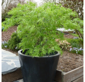 Acer palmatum Dissectum - tronc 55-65 cm - hauteur totale 100-120 cm - pot 15 ltr