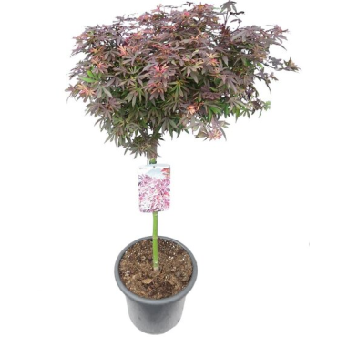 Acer palmatum Shaina - tronc 60-80 cm - hauteur totale 110-130 cm - pot 15 ltr