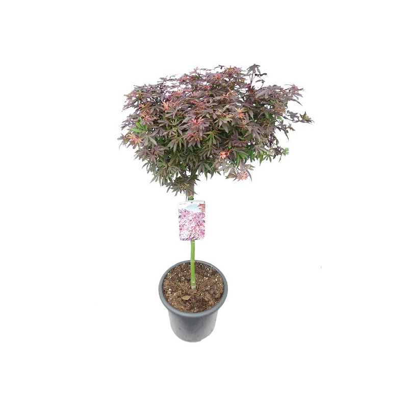 Acer palmatum Shaina - tronc 60-80 cm - hauteur totale 110-130 cm - pot 15 ltr