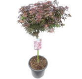 Acer palmatum Shaina - tronc 60-80 cm - hauteur totale 110-130 cm - pot 15 ltr