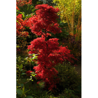 Acer palmatum Shaina - tronc 60-80 cm - hauteur totale 110-130 cm - pot 15 ltr