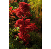 Acer palmatum Shaina - tronc 60-80 cm - hauteur totale 110-130 cm - pot 15 ltr