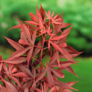 Acer palmatum Shaina - tronc 60-80 cm - hauteur totale 110-130 cm - pot 15 ltr