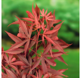 Acer palmatum Shaina - tronc 60-80 cm - hauteur totale 110-130 cm - pot 15 ltr