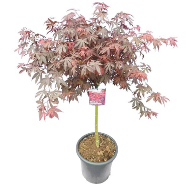 Acer palmatum Skeeters broom - tronc 60-70 cm - hauteur totale120-140 cm - pot 15 ltr