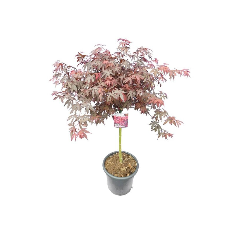 Acer palmatum Skeeters broom - tronc 60-70 cm - hauteur totale120-140 cm - pot 15 ltr