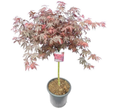 Acer palmatum Skeeters broom - tronc 60-70 cm - hauteur totale120-140 cm - pot 15 ltr