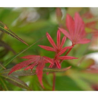 Acer palmatum Skeeters broom - tronc 60-70 cm - hauteur totale120-140 cm - pot 15 ltr