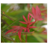 Acer palmatum Skeeters broom - tronc 60-70 cm - hauteur totale120-140 cm - pot 15 ltr