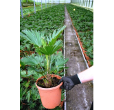 Trachycarpus wagnerianus - pot 7 x 7 cm