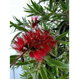 Callistemon laevis - tronc 70-80 cm