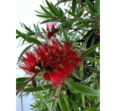 Callistemon laevis - tronc 70-80 cm