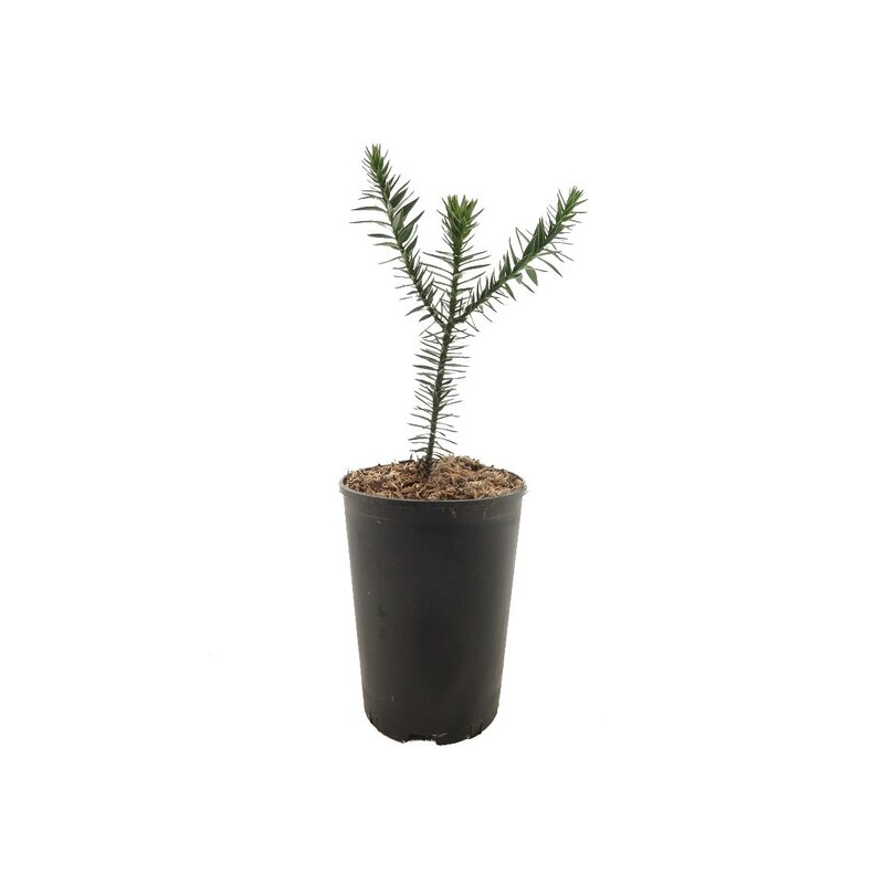 Araucaria araucana - pot 2 ltr