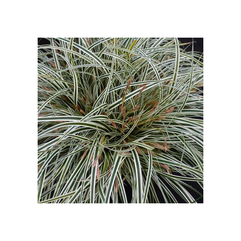 Carex Everest - pot 2 ltr