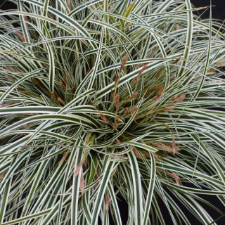 Carex Everest - pot 2 ltr