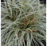 Carex Everest - pot 2 ltr