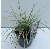 Carex Everest - pot 2 ltr