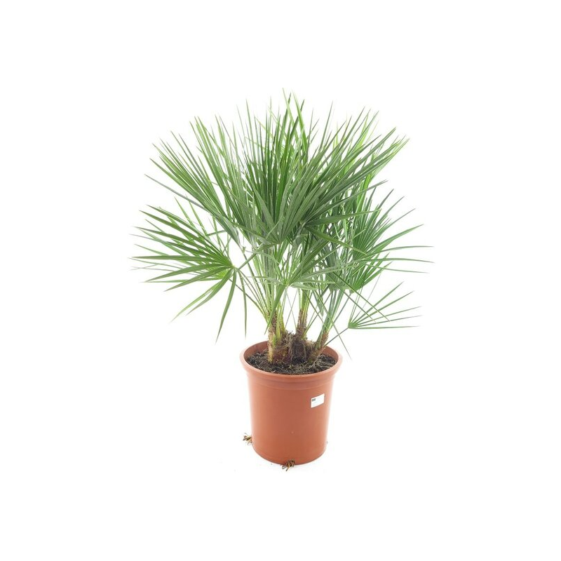 Chamaerops humilis - Hauteur totale 80-100 cm - pot Ø 27 cm