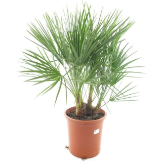 Chamaerops humilis - Hauteur totale 80-100 cm - pot Ø 27 cm