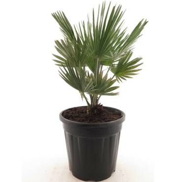 Chamaerops humilis Vulcano - hauteur totale 60-80 cm - pot Ø 24 cm