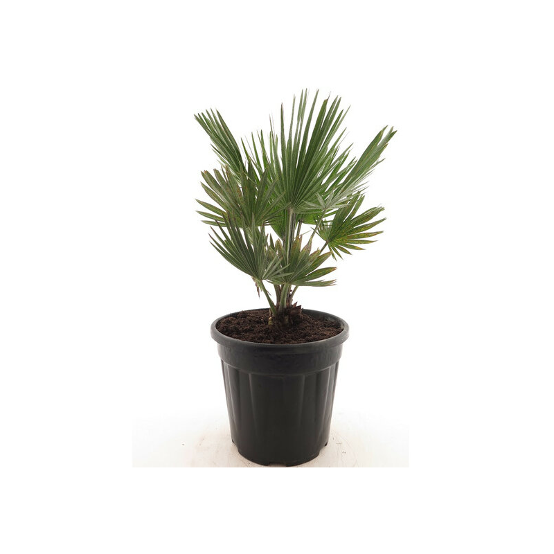 Chamaerops humilis Vulcano - hauteur totale 60-80 cm - pot Ø 24 cm