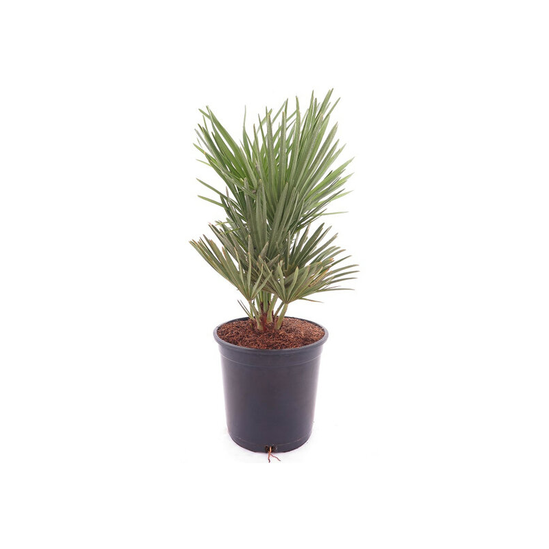 Chamaerops humilis Vulcano - pot Ø 22 cm