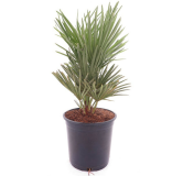 Chamaerops humilis Vulcano - pot Ø 22 cm