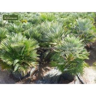 Chamaerops humilis Vulcano - pot Ø 22 cm