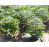 Chamaerops humilis Vulcano - pot Ø 22 cm