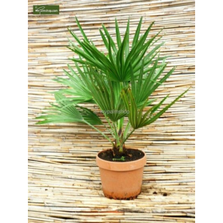 Chamaerops humilis Vulcano - pot Ø 22 cm