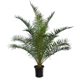 Phoenix canariensis - hauteur totale 140-170 cm - pot Ø 28 cm