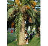 Phoenix canariensis - hauteur totale 140-170 cm - pot Ø 28 cm