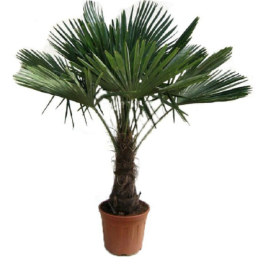 Trachycarpus fortunei - tronc 40-50 cm - hauteur totale 150-170 cm - pot Ø 36 cm