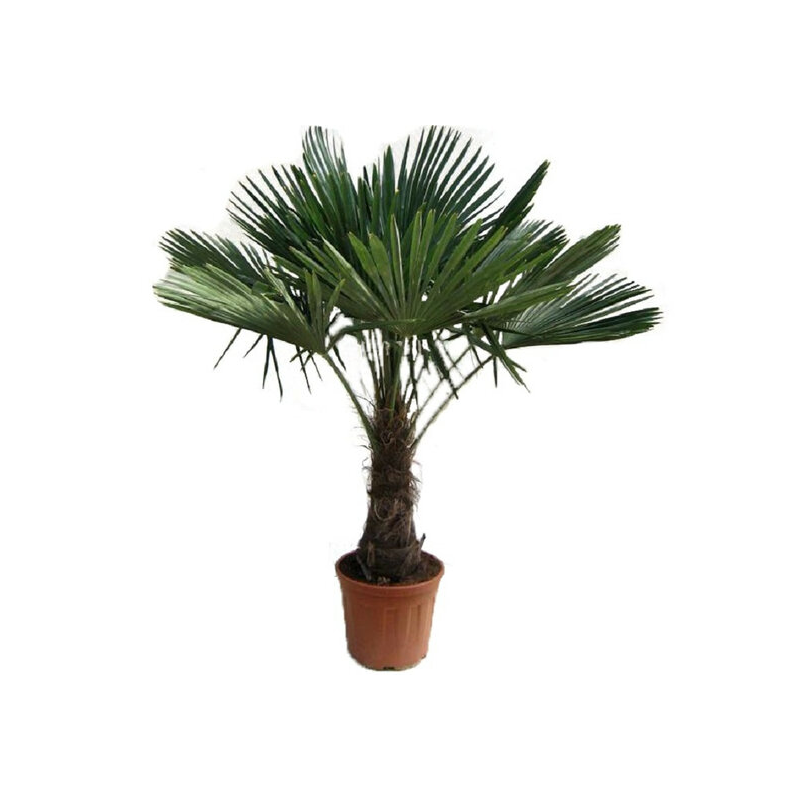 Trachycarpus fortunei - tronc 40-50 cm - hauteur totale 150-170 cm - pot Ø 36 cm