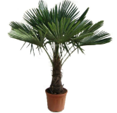 Trachycarpus fortunei - tronc 40-50 cm - hauteur totale 150-170 cm - pot Ø 36 cm