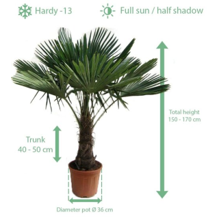 Trachycarpus fortunei - tronc 40-50 cm - hauteur totale 150-170 cm - pot Ø 36 cm