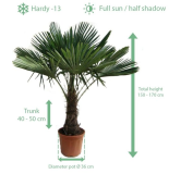 Trachycarpus fortunei - tronc 40-50 cm - hauteur totale 150-170 cm - pot Ø 36 cm