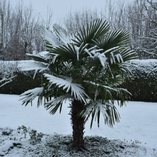 Trachycarpus fortunei - tronc 40-50 cm - hauteur totale 150-170 cm - pot Ø 36 cm