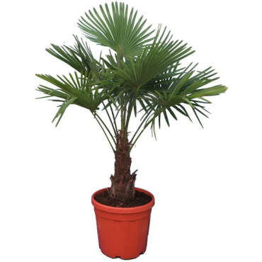 Trachycarpus fortunei - tronc 30-40 cm - hauteur totale 120-140 cm - pot Ø 31 cm