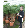 Trachycarpus wagnerianus - tronc 20-30 cm - hauteur totale 90-110 cm - pot Ø 30 cm