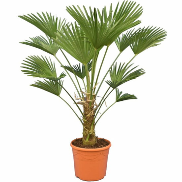 Trachycarpus wagnerianus - tronc 30-40 cm - hauteur totale 100-130 cm - pot Ø 30 cm