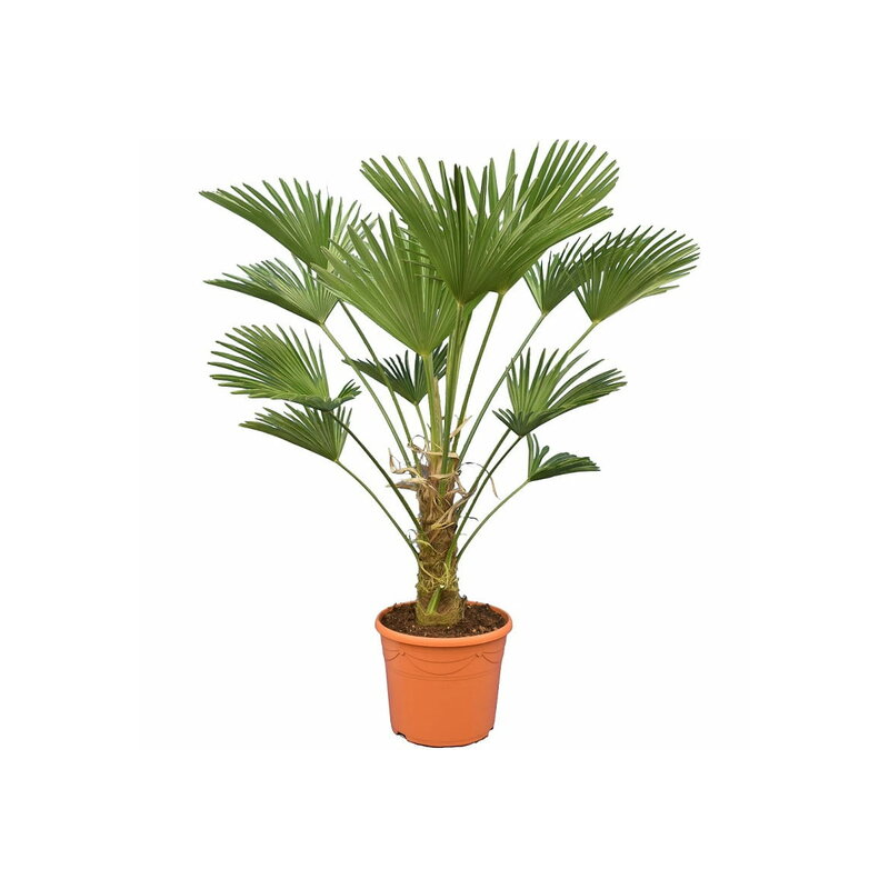 Trachycarpus wagnerianus - tronc 30-40 cm - hauteur totale 100-130 cm - pot Ø 30 cm