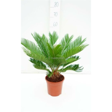 Cycas revoluta - hauteur totale 70-90 cm - pot Ø 19 cm