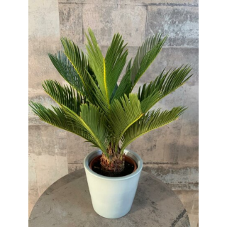 Cycas revoluta - hauteur totale 70-90 cm - pot Ø 19 cm