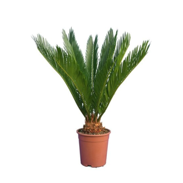 Cycas revoluta - hauteur totale 40-50 cm - pot Ø 12 cm