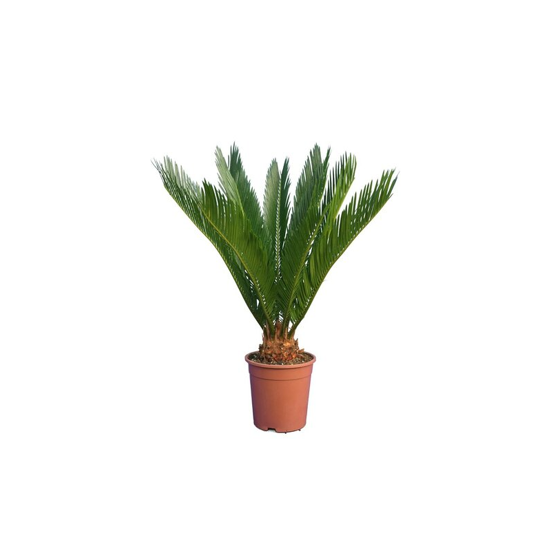 Cycas revoluta - hauteur totale 40-50 cm - pot Ø 12 cm