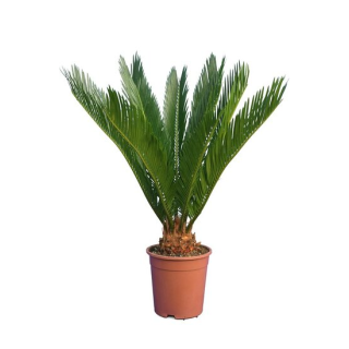 Cycas revoluta - hauteur totale 40-50 cm - pot Ø 12 cm