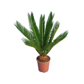 Cycas revoluta - hauteur totale 40-50 cm - pot Ø 12 cm