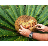 Cycas revoluta - hauteur totale 40-50 cm - pot Ø 12 cm